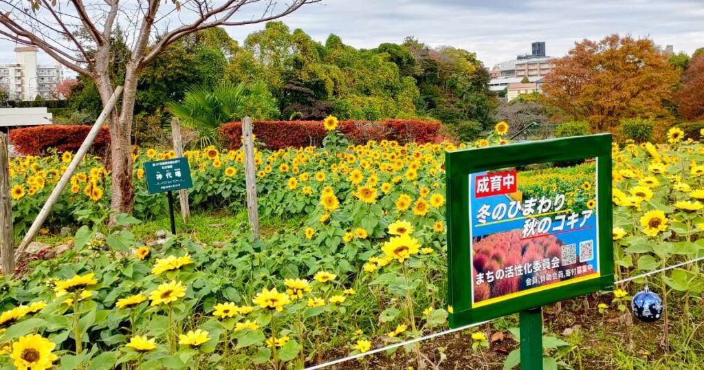 ひまわり 全体