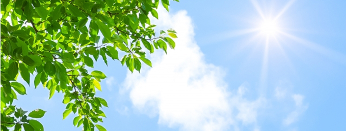 青空と日差しの下、若葉が茂る木の枝が写っている