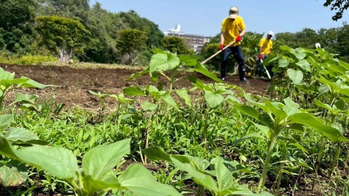 座間市夏のひまわり畑に向けて（種植 え）